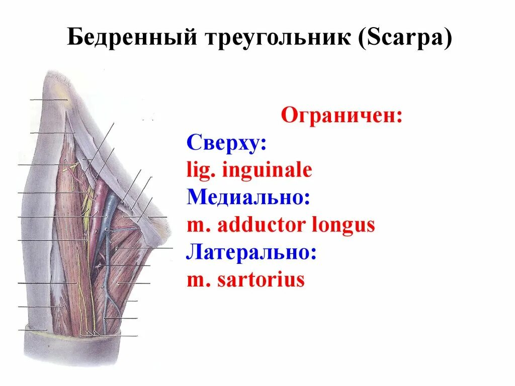 Гунтеров канал. Треугольник Скарпа топографическая анатомия. Бедренный треугольник Скарпа. Бедренный треугольник СНП. Треугольник бедра топографическая анатомия.