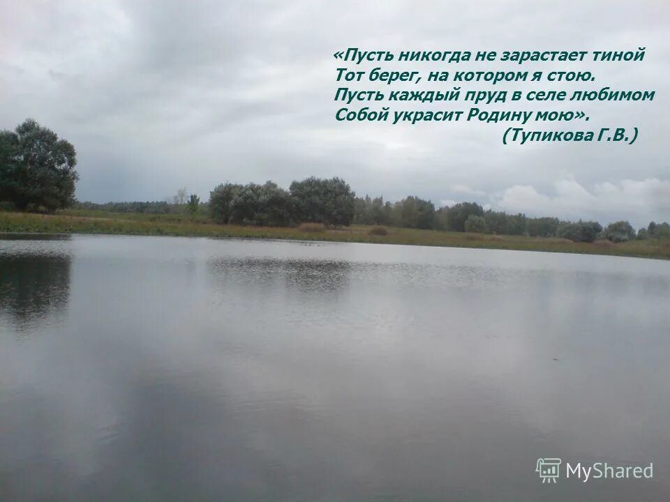 Заросший тиной. Бапрдяные пруды в пос. Петровский Ивановской области. Пруд новый Соцземледельский. Заросший Тиной пруд.