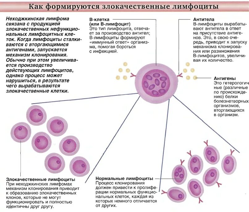 Место созревания лейкоцитов. Лимфоциты строение. В лимфоциты виды значение. Антигеннезависимая дифференцировка в-лимфоцитов иммунология. Лимфоциты характеристика биология 8 класс.