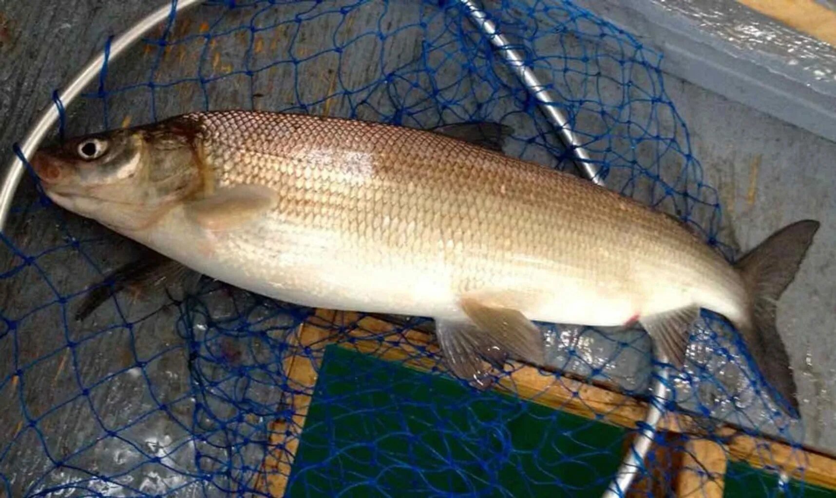 Армянская рыба ишхан. Севанская форель ишхан. Армянская рыба сига. Горно ручьевая форель. Армянская рыба.