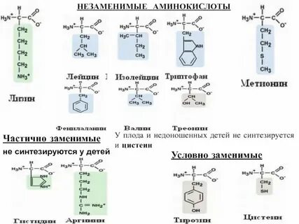3 заменимые аминокислоты