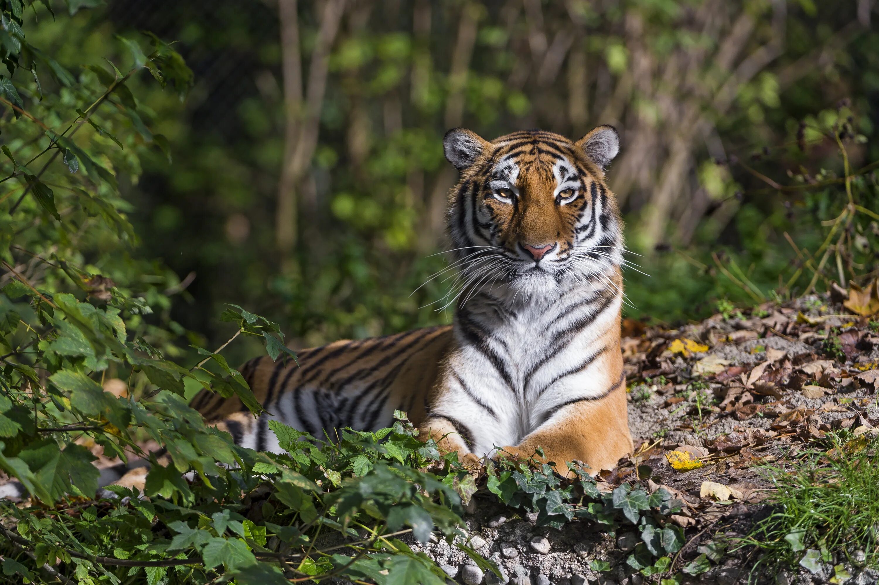 4. Амурский тигр (Panthera Tigris). Уссурийский тигр. Тигрица. Необычный тигр. Про тигра 1