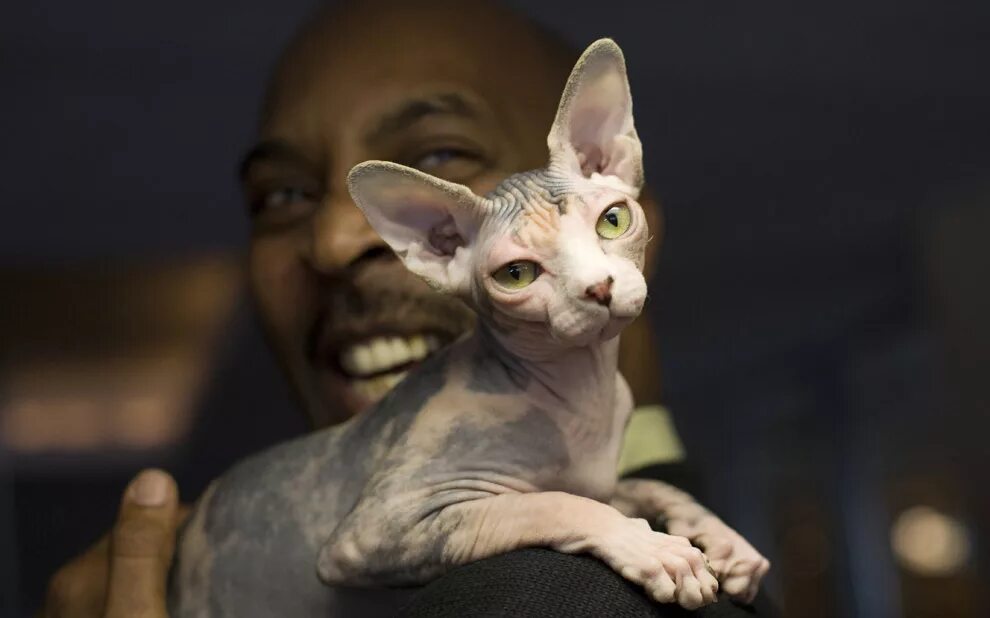 Лысая кошка сфинкс. Порода канадский сфинкс. Сфинкс канадский донской и петерболд. Лысые кошки видео. Канадский сфинкс и петерболд.