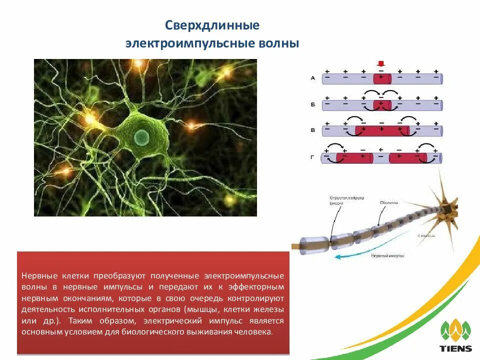 Сверхдлинные волны. Преобразование раздражения в нервные импульсы. Скорость нервного импульса. Природа нервного импульса.