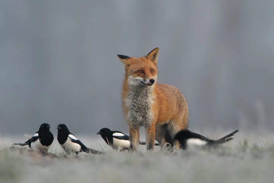 Лиса и птица. Утка мандаринка самка. Животных и птиц среди. Красивые птички. Животных и птиц среди.
