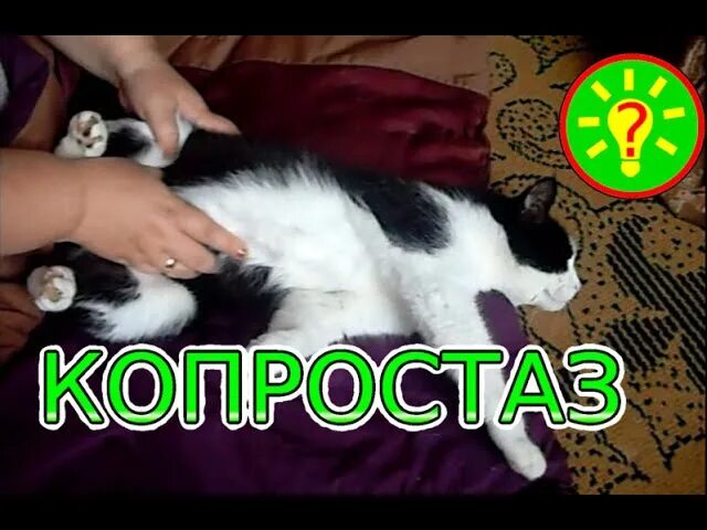 Как сделать клизму коту. Массаж коту при запоре. массаж животика котенку при запоре. как помочь котенку при запоре. массаж для котенка при запоре.