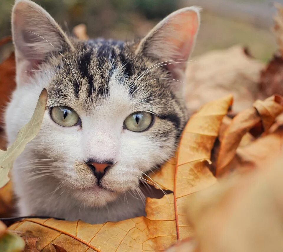 Кот листик. Котик осень. кот в листьях. мордочка кошки в листве.