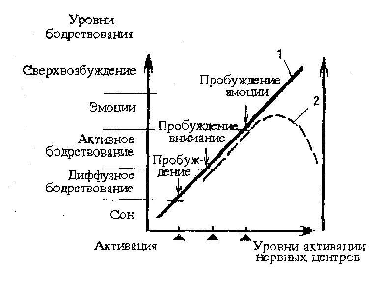 Уровни бодрствования. Индивидуальный уровень активации. Уровень активации покоя. Время активного внимания