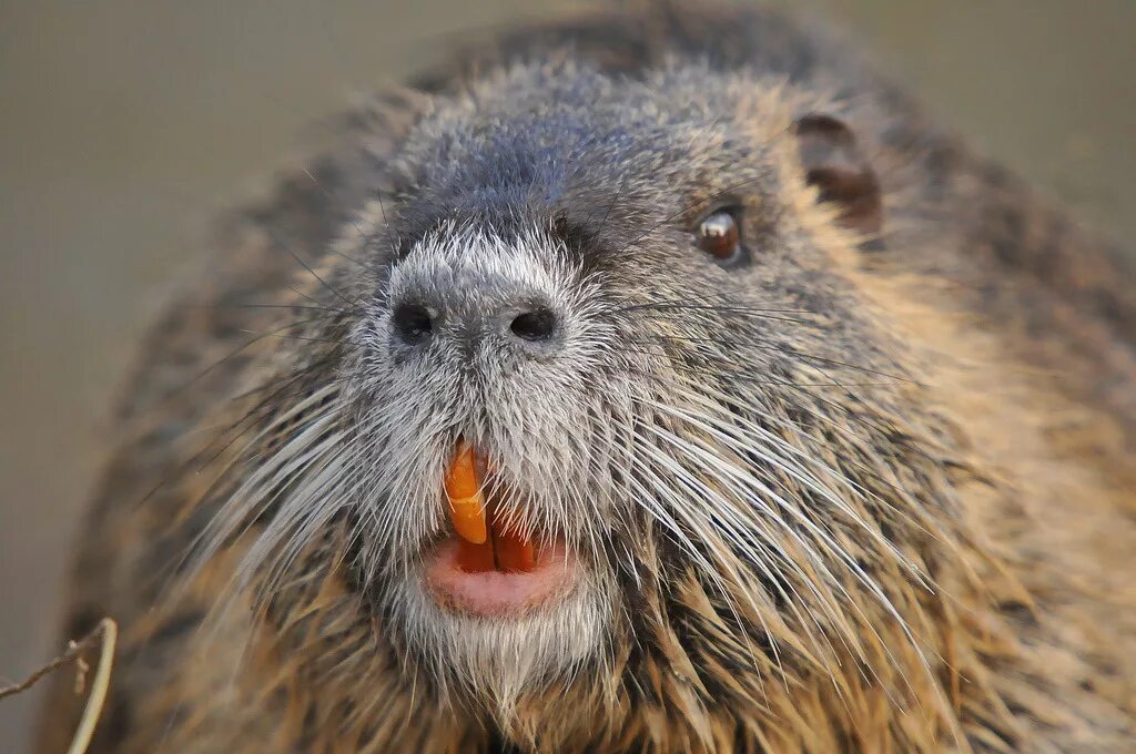 Как выглядит зуб ондатра Nature up close: Beavers, the master engineers Beaver, Beaver pictures, North am