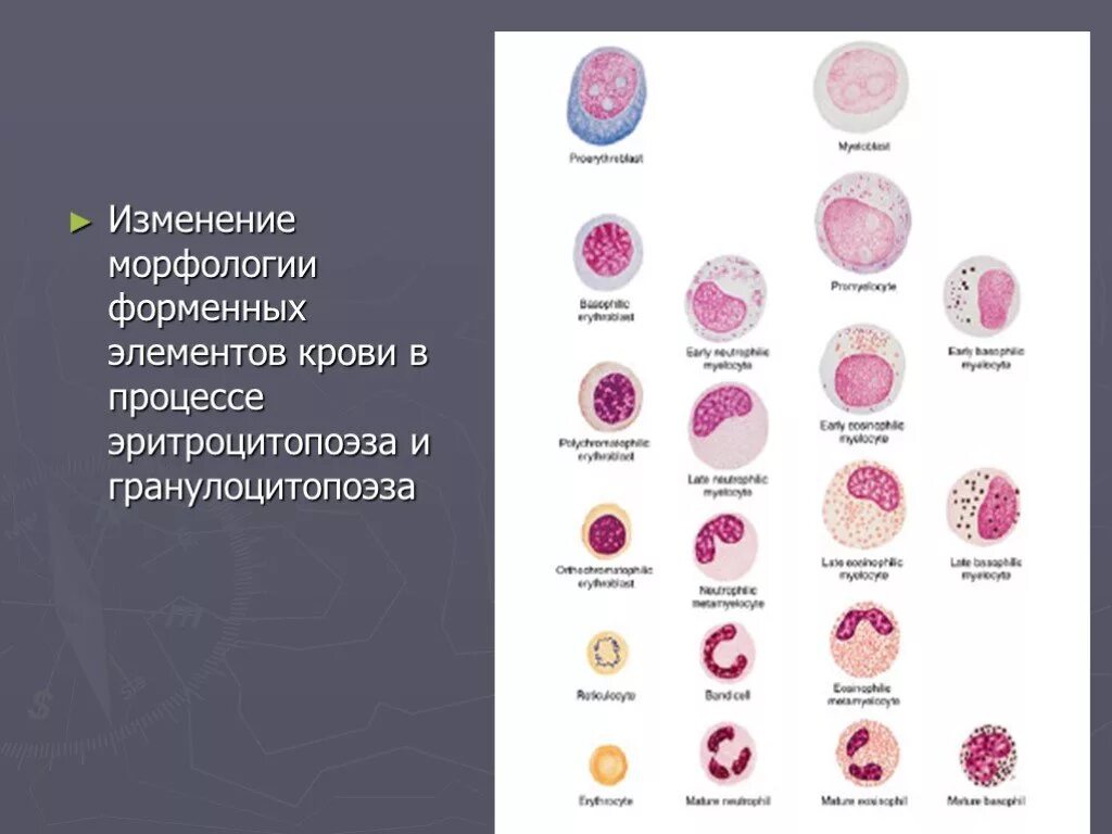 Процесс образования определенных форменных элементов. Гранулоцитопоэз гистология. морфология клеточных элементов гранулоцитопоэза.