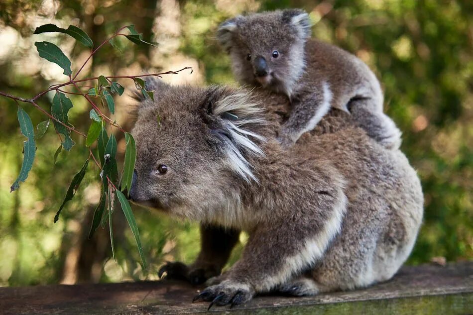 Кенгуру, коалу и вомбат. Квокка эндемики Австралии. Тасмания коала. Австралия фауна коала.
