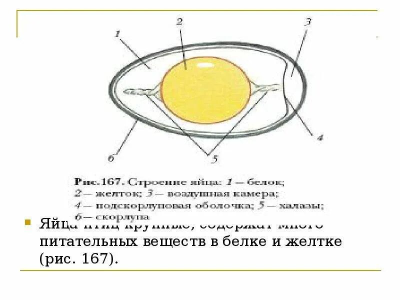 Строение яйца птицы и функции. Строение куриного яйца. Строение яйца птицы. Структура куриного яйца. Схема строения куриного яйца.