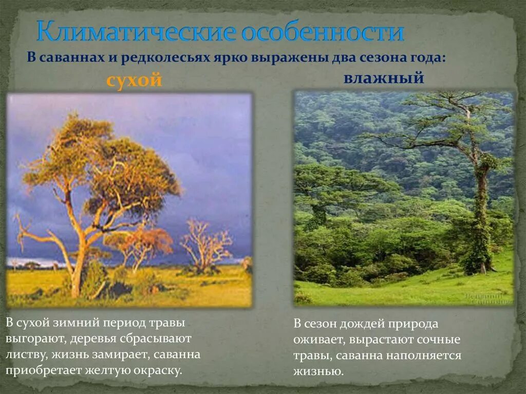 Саванны и редколесья климат. Климат зоны саванн. Характеристика саванны и редколесья. Особенности климата саванны.