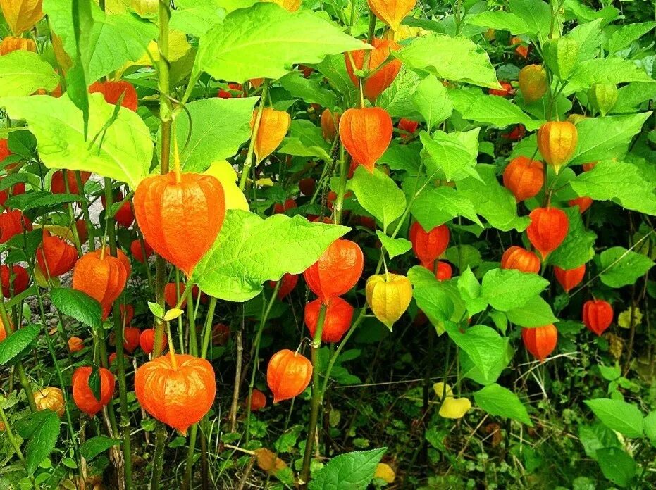 Физалис ягодный. Физалис перуанский земляничный. Физалис где. Физалис где. Физалис где.