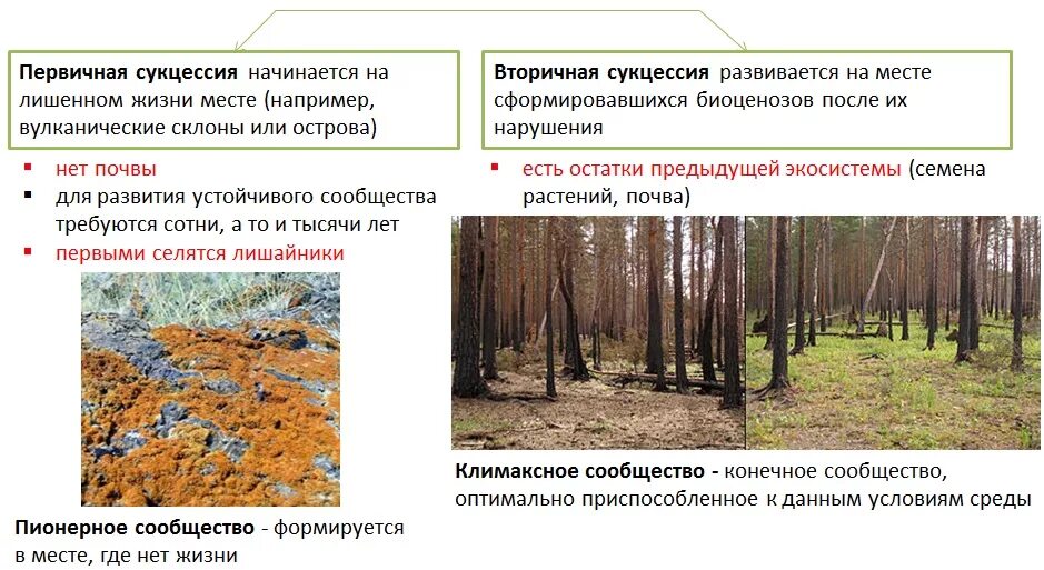 Экологическая сукцессия первичная сукцессия вторичная сукцессия. Сукцессии первичные и вторичные таблица. Таблица первичный вторичная сукцессии стадии. Первичная сукцессия и вторичная сукцессия таблица.