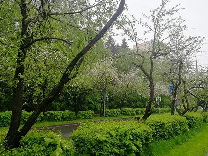 Яблоневая аллея сыктывкар