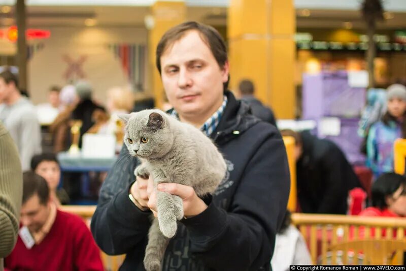 трц мари выставка кошек. выставка кошек в орле 2023. тц июнь выставка кошек. тц июнь выставка кошек. федерация кошек выставка костомукша в тц адмирал.