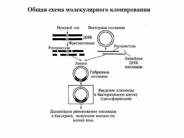 Общая схема молекулярного клонирования. Этапы клонирования схема. Клонирование ДНК схема. Молекулярное клонирование схема. Этапы получения бактерий с рекомбинантной плазмидой