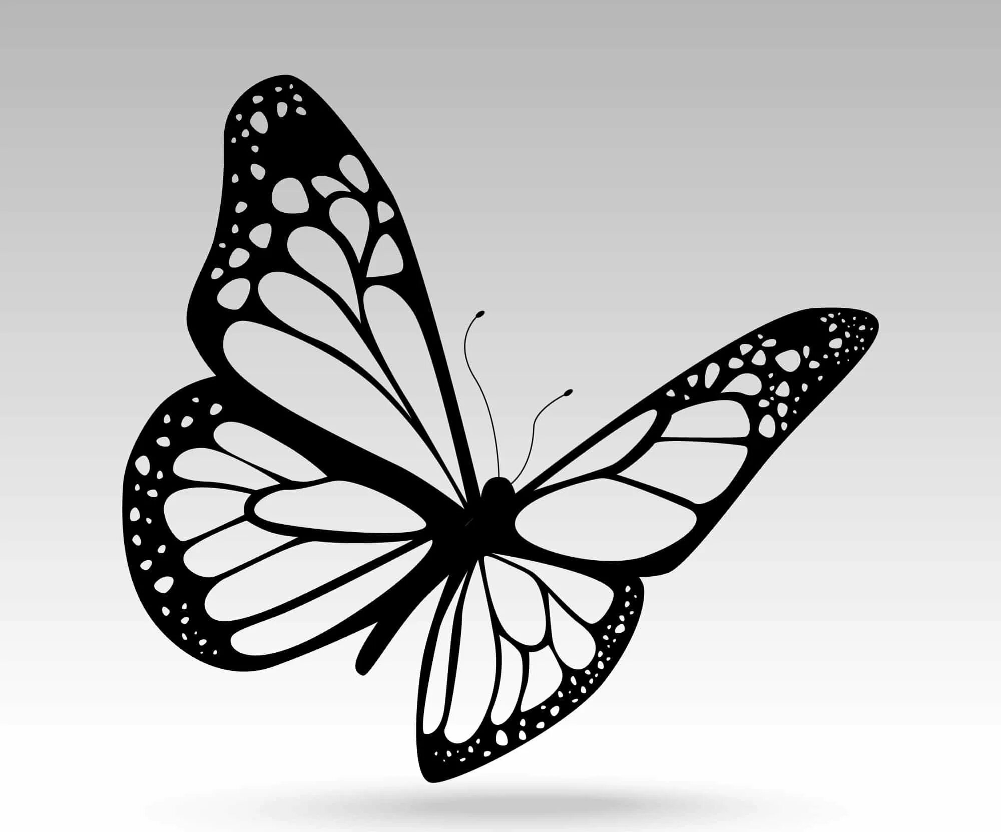 Черно белое изображение png. Бабочка рисунок. Трафареты бабочки. Силуэт бабочки. Нарисовать бабочку.