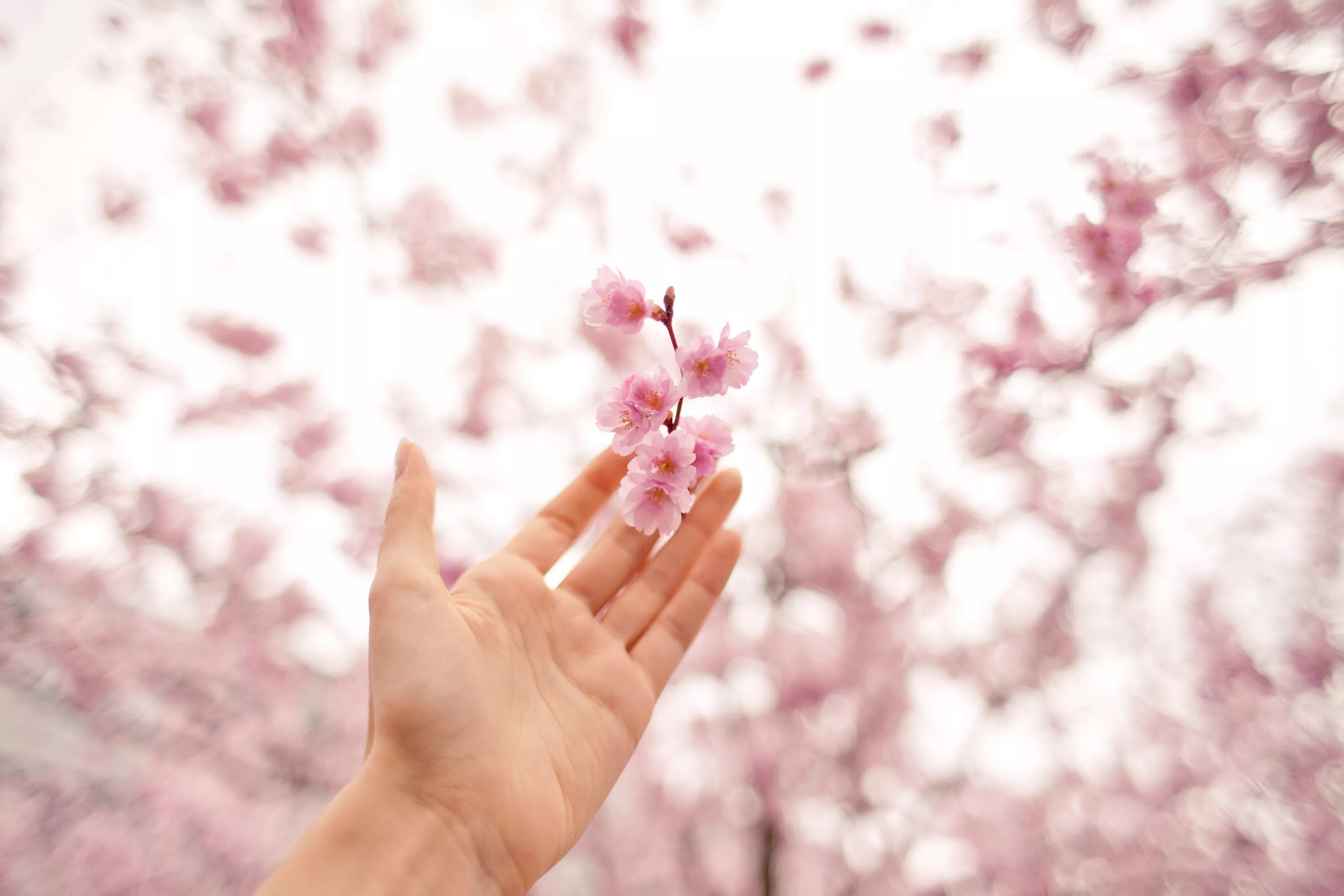 Руки цвета весны. Нежные женские руки. Цветок на руку.. Нежные цветы в руках. Сакура на руке.