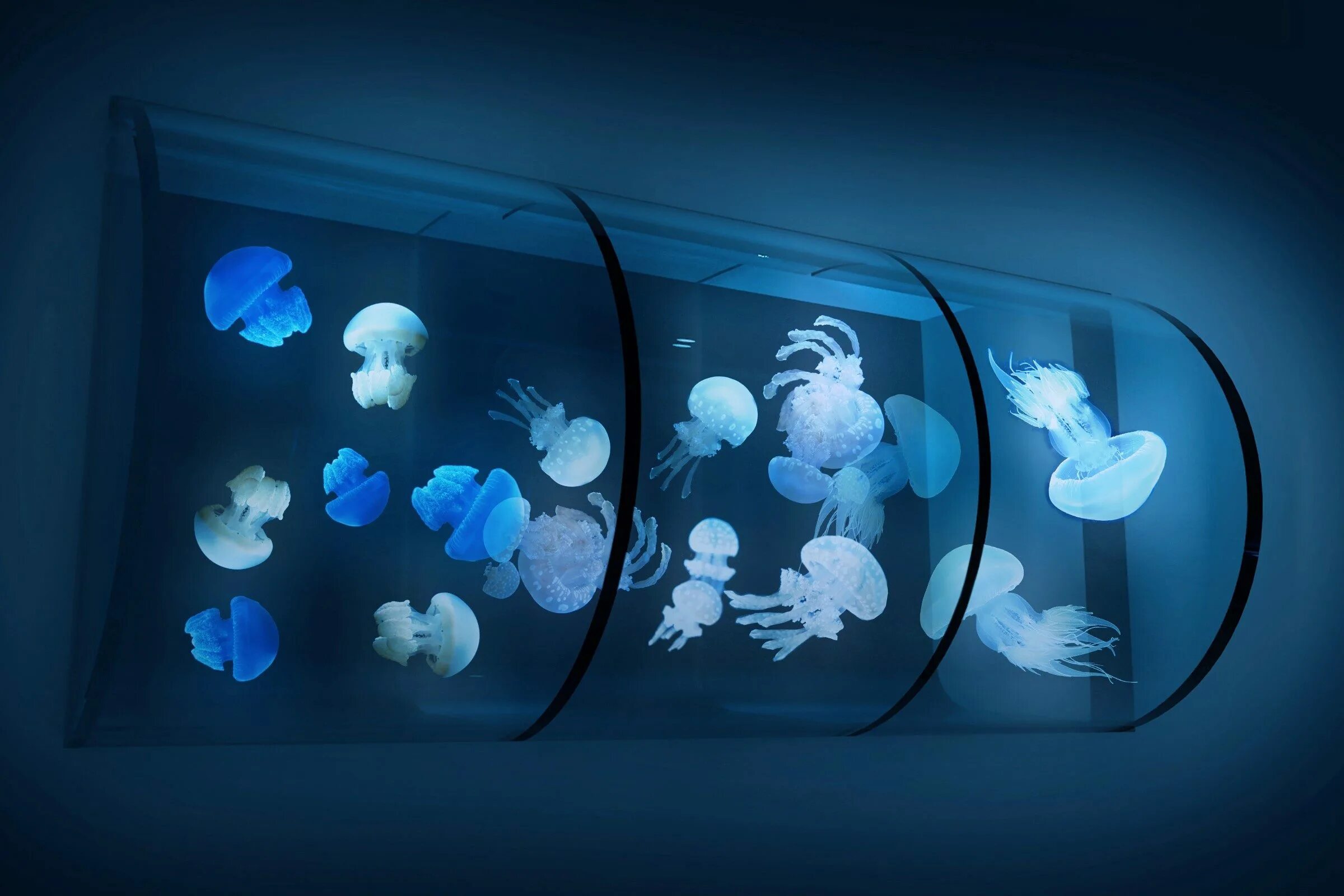 Снится аквариум с рыбками женщине. Светящиеся медузы в море. Медузы в подводном городе. Sumida big Tokyo Aquarium.