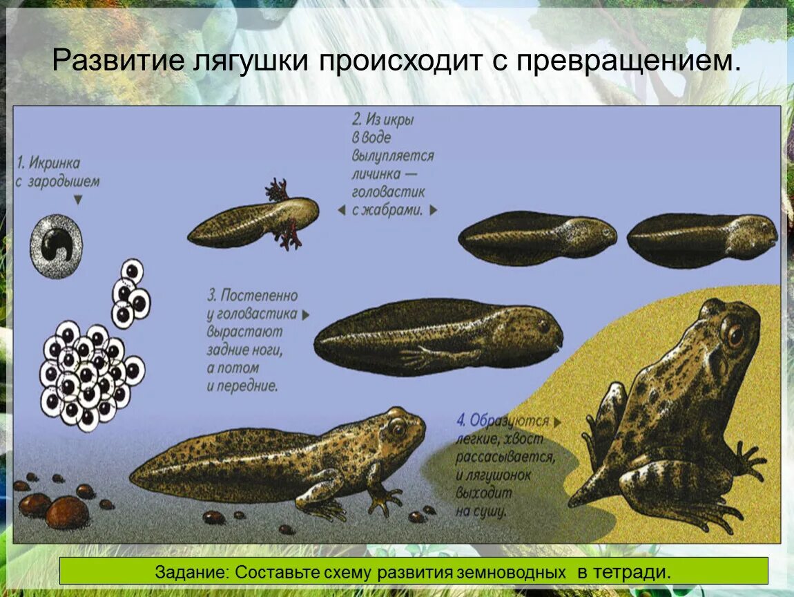 Какой тип развития у земноводных. Стадии развития лягушки схема. Икра головастик лягушка этапы развития. Стадии созревания лягушки. Схема развития головастика.