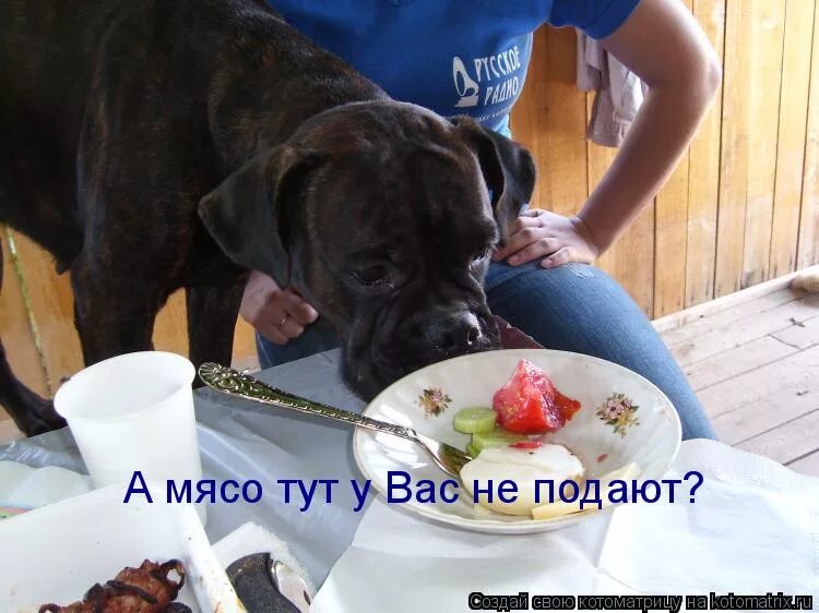 Несите мясо тут голодные собаки