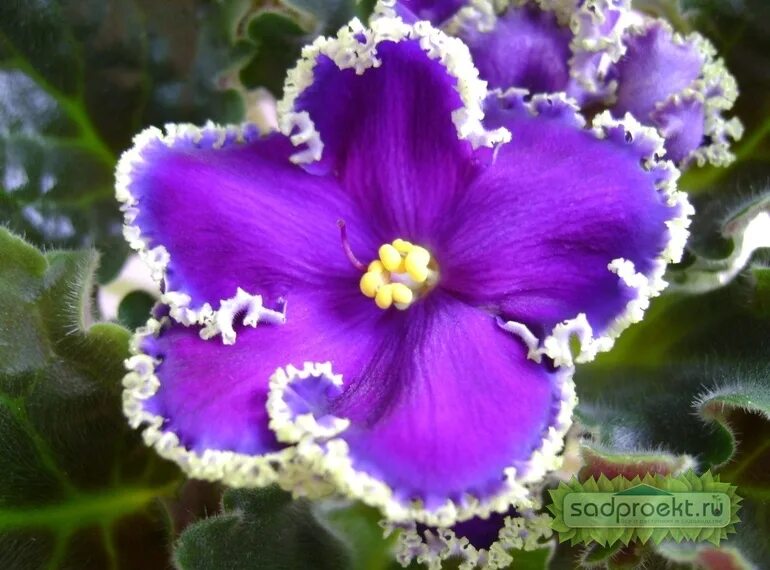 узамбарская фиалка синяя. узамбарская фиалка. фиалка optimara manitoba. фиалка людовик. какая фиалка.