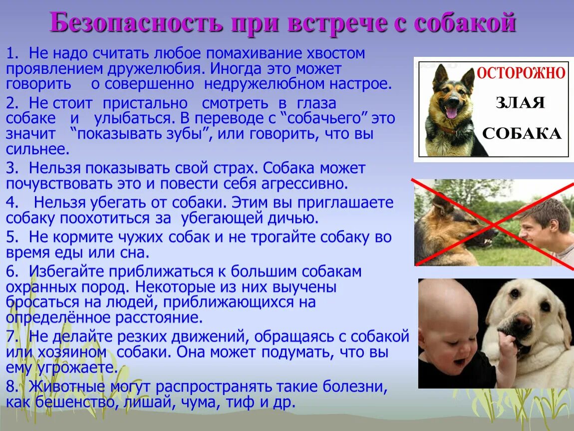 Безопасность при работе с животными