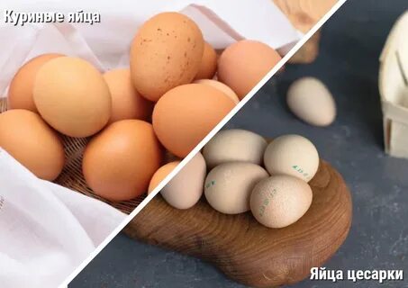 Чем отличается яйцо курицы
