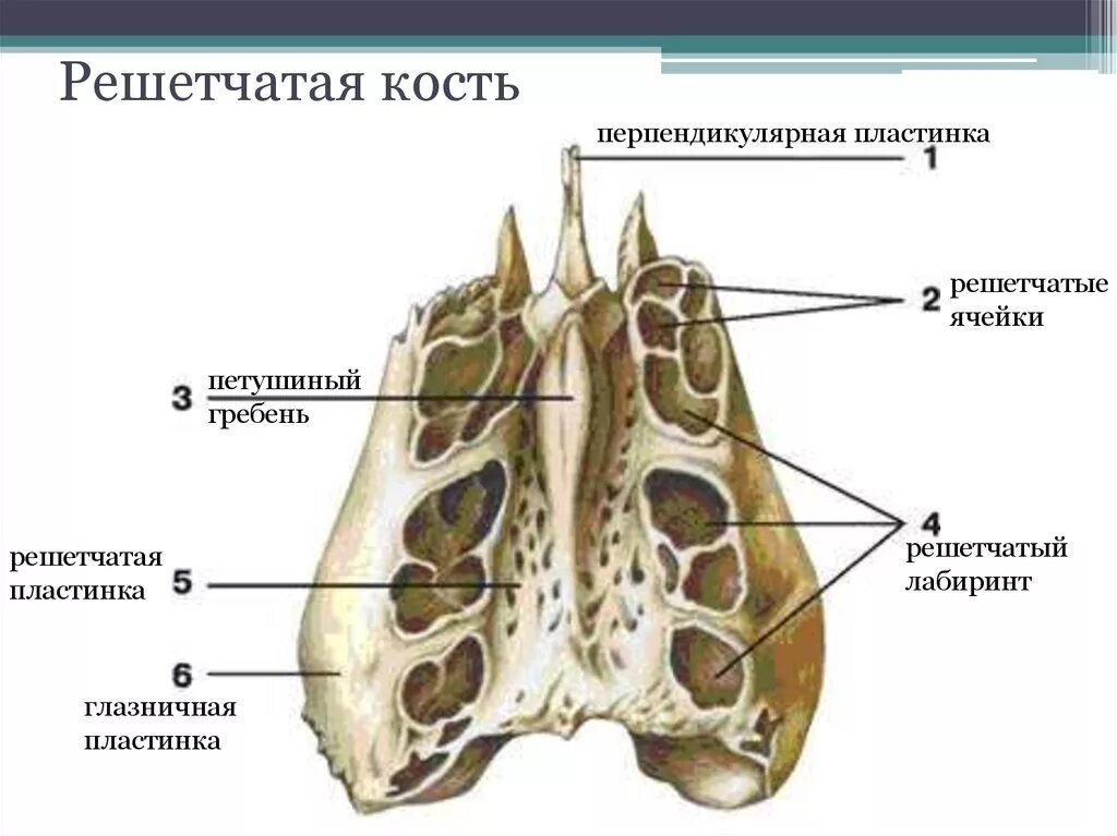 Гребень латынь. Решетчатая кость анатомия строение. Решетчатая кость решетчатая пластинка. Клиновидная и решетчатая кость. Решетчатая пластинка анатомия.