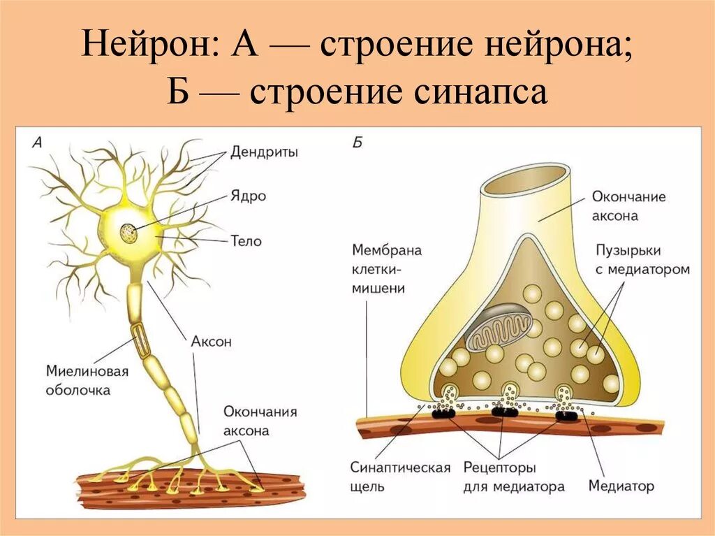 Импульс мозг аксон. Строение нейрона и синапса. Строение нервной клетки синапс. Строение аксона нервной клетки. Структура нейрона синапс.