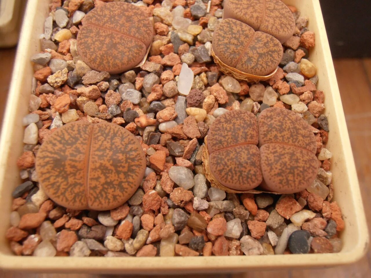Lithops lesliei. Lithops lesliei c028. Живые камни в Африке.