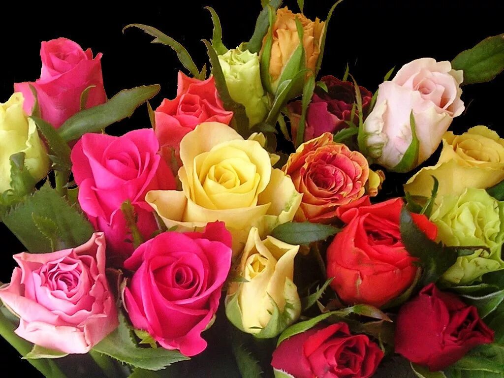 Розы фото открытки. Красивый букет. Роскошные цветы. Прекрасный букет. Красивый букет роз.