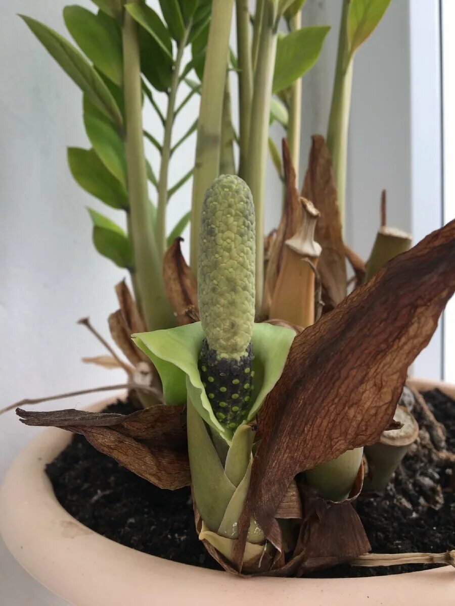 Фото цветов долларового дерева ZZ Plant, Zamioculcas Zamiifolia, article House plants indoor, Indoor plants, Pl