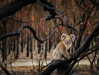 Wildlife work
