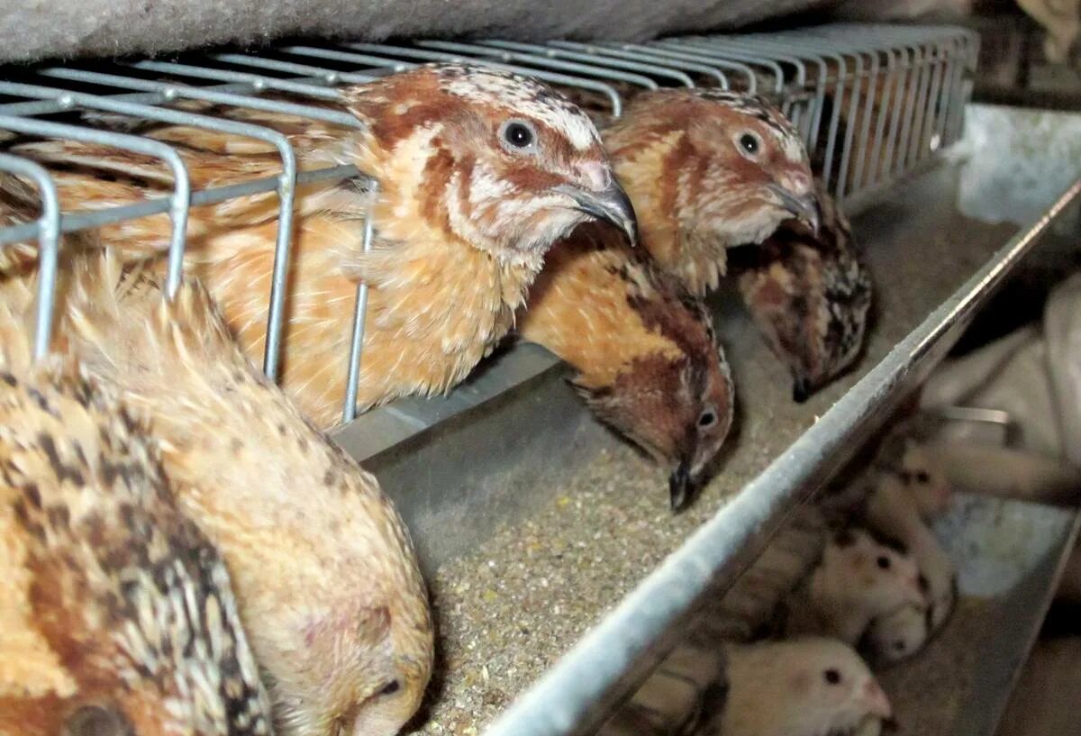 Перепела. Перепела разведение. Перепела разведение. Перепёлка монтесумы. Перепел несушка.