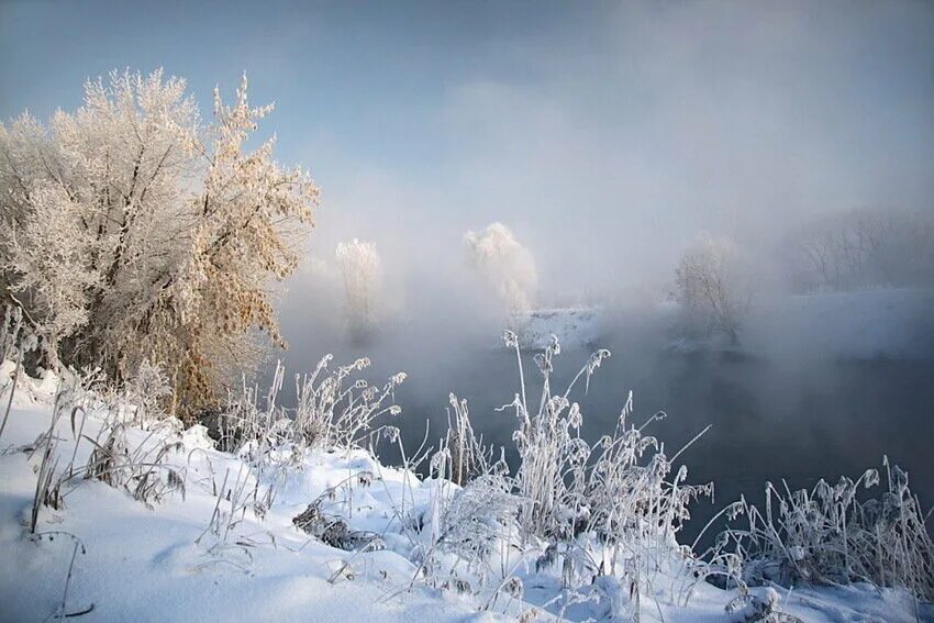 зима это снега морозы. зимняя ветка. иней десублимация. зимний мороз. кустарники зимой.