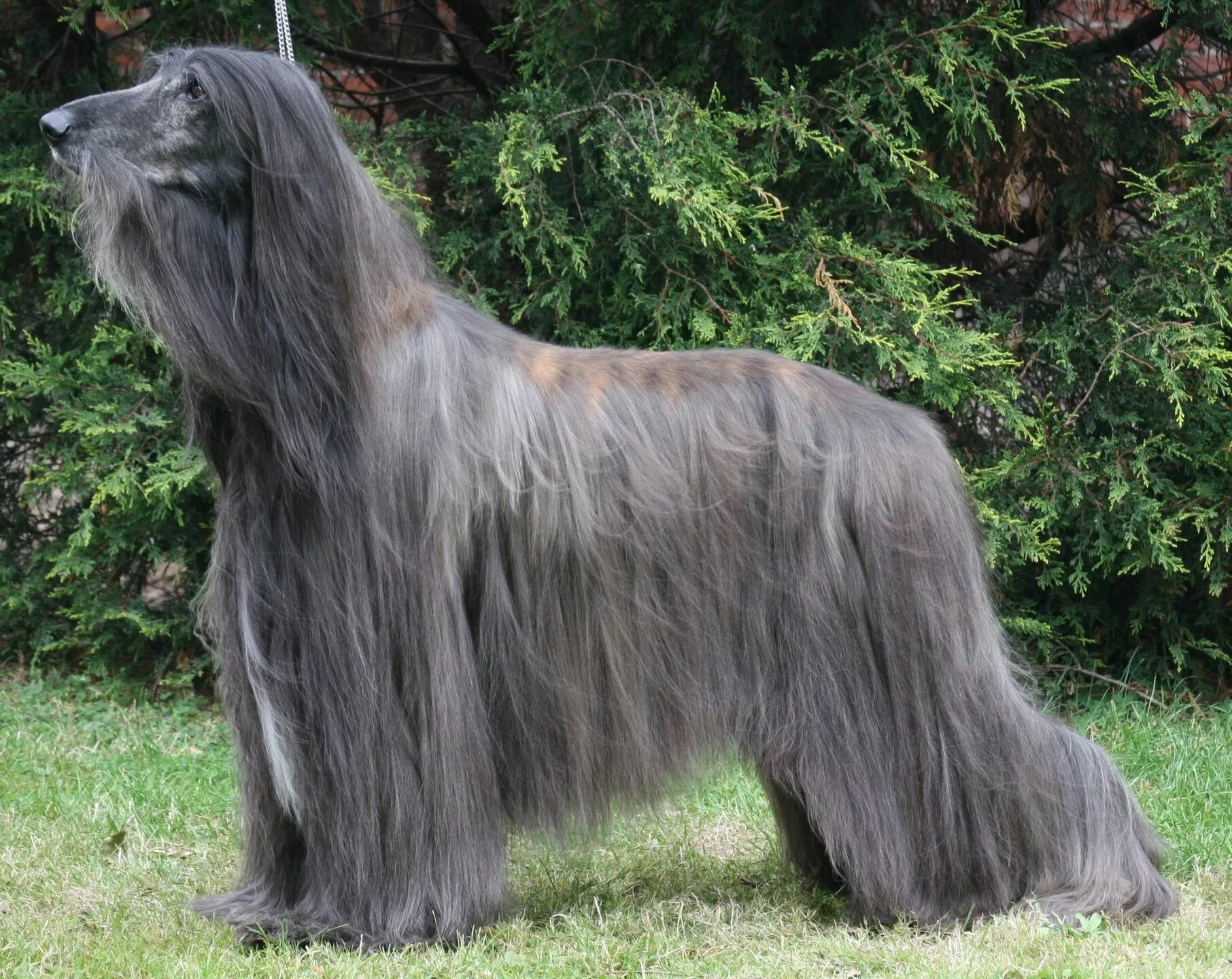 Как называется длинная порода собак. Афганская борзая / Afghan Hound. Афганская борзая длинношерстная. Афганская овчарка длинношерстная. Порода Афганская борзая овчарка.