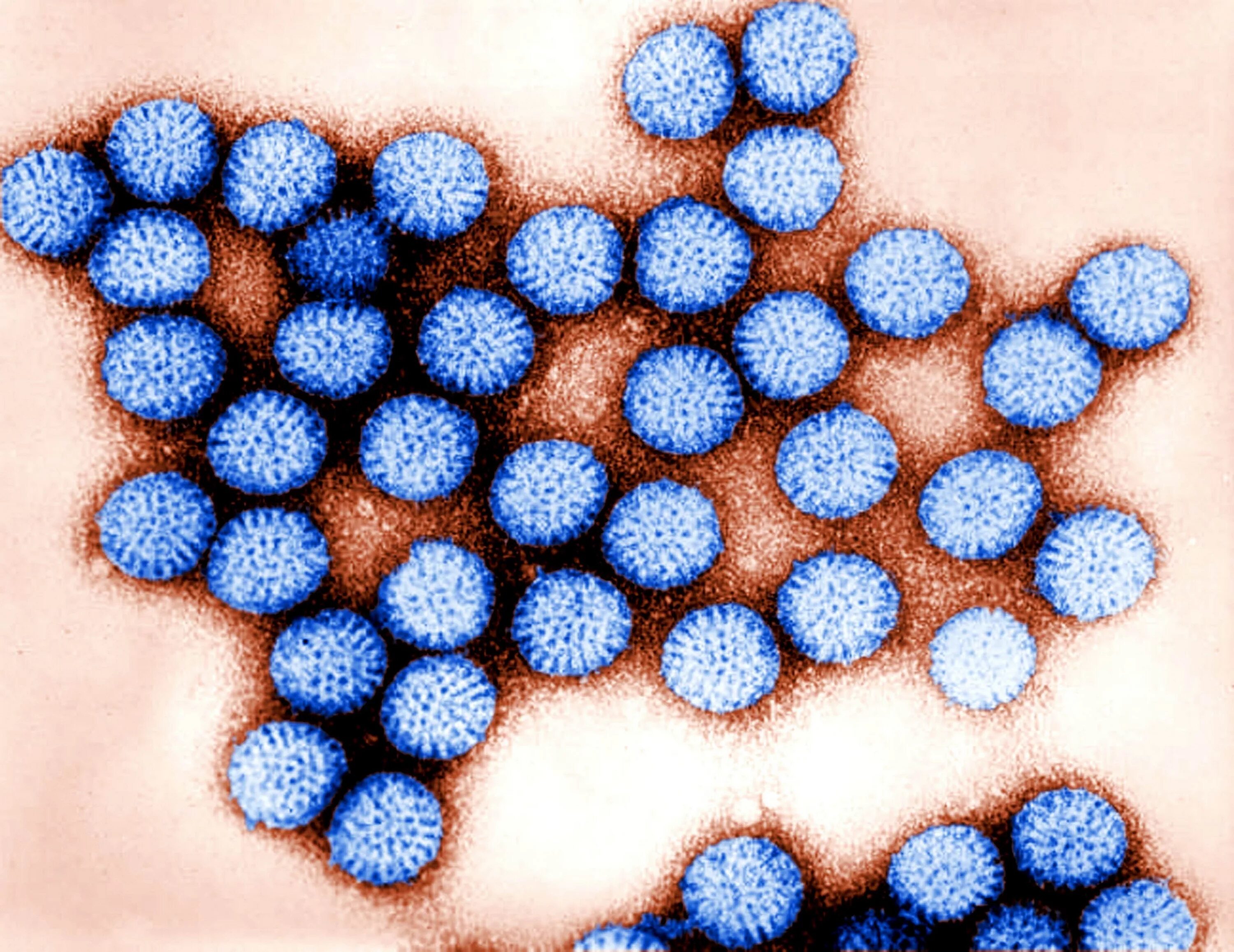 Virus neshta
