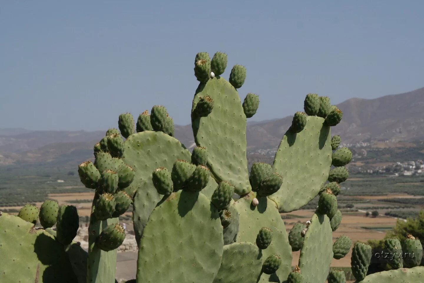 Cactus dg. Опунция Бергера (Opuntia bergeriana). Опунция Кактус Мексика. Опунция змеевидная. Кактус опунция микс.