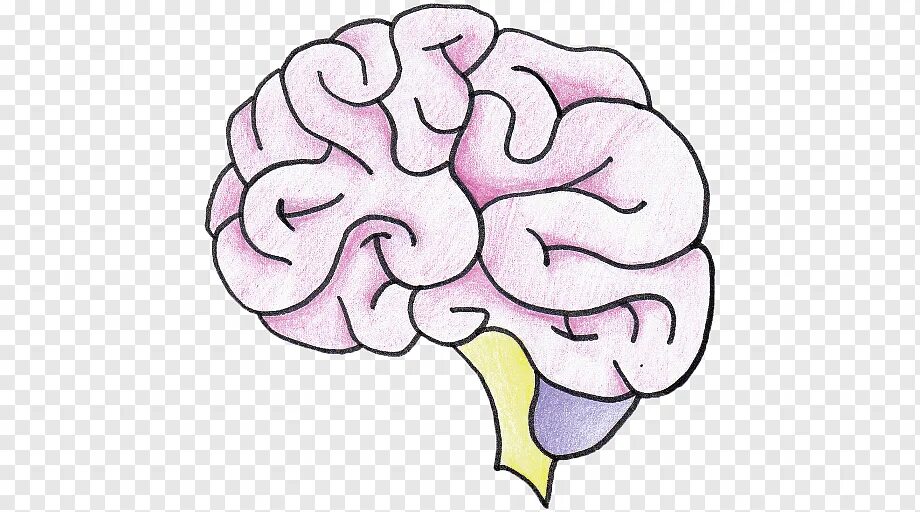 Игра без мозгов. Мозг и цветы. Мозг память. Цветной мозг. Игры для мозга.