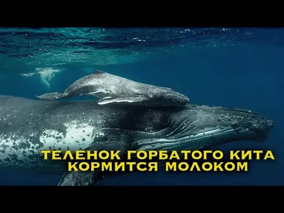 Как киты кормят детенышей. Как киты кормят детенышей
