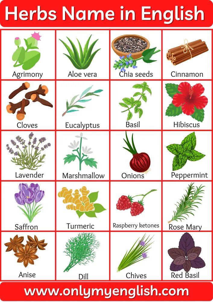 Herbs in English. Herbs names. Лекарственные растения на английском. Types of Herbs. Plants english