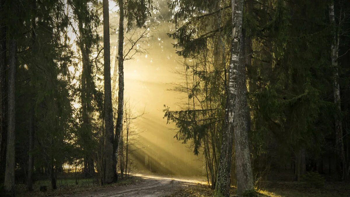 Лучи солнца сквозь облака. Солнце сквозь лес. Луч наде́жды. Лучи солнца. Надежда на лучшее цитаты.