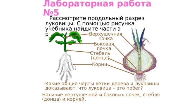Корни которые отходят от стеблей называются. Лабораторная работа подземные побеги. продольный разрез луковицы основные части. части луковицы стебель верхушечную почку корни. верхушечные и боковые почки у луковицы.