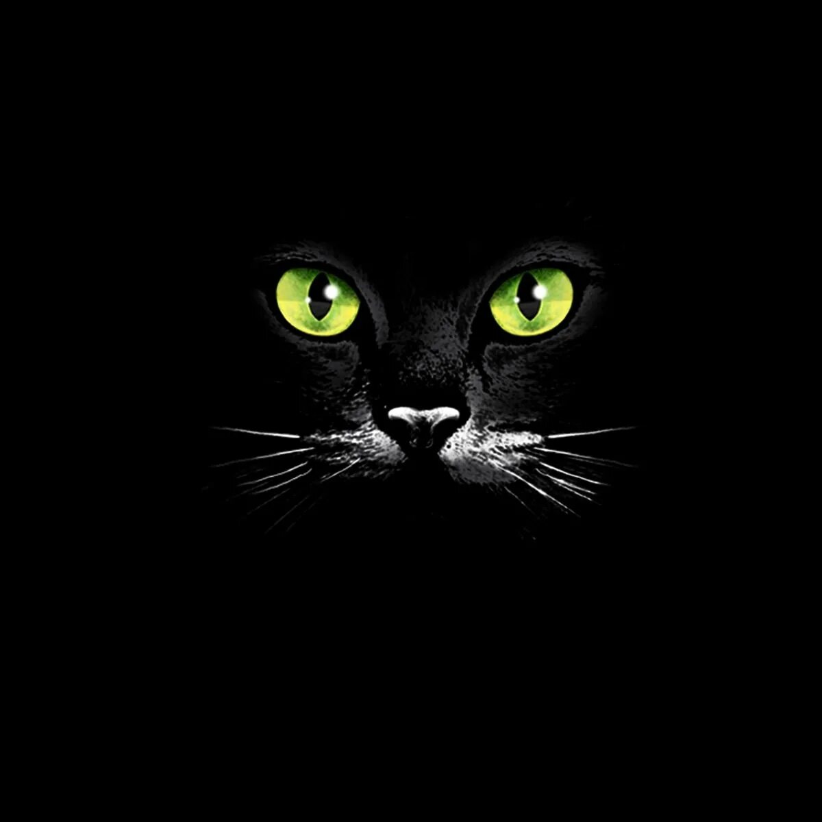 Картинка кот на черном фоне. Кошачьи глаза в темноте. кошачие глаза на черном фоне. черный кот на черном фоне.