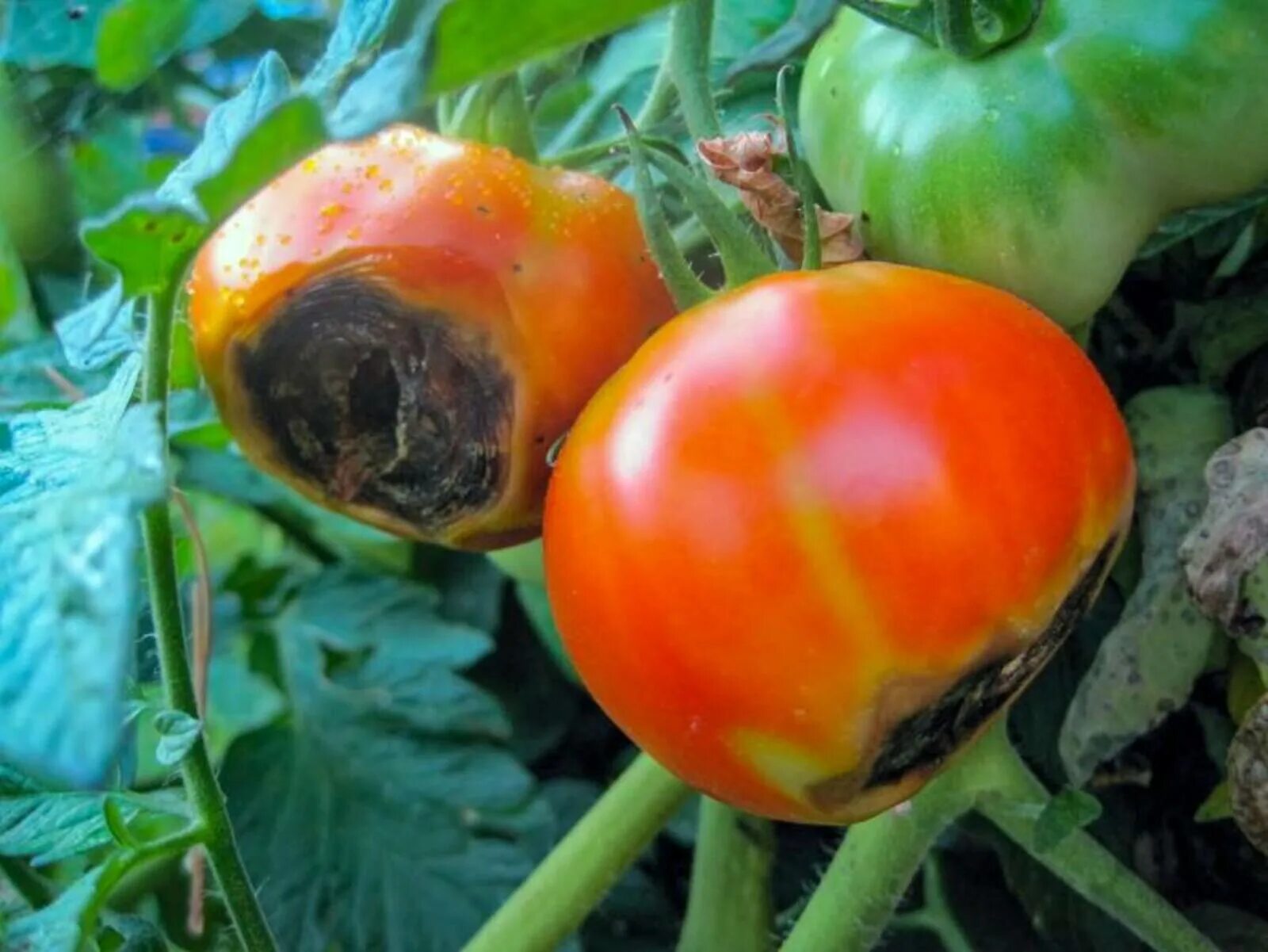 Фитофтора. Южный фитофтороз томатов. Фитофтора на помидорах в теплице. Фитофтора на томатах в теплице.