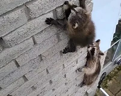 Еноты лазают по деревьям