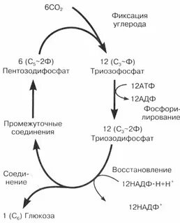 Цикл фотосинтеза